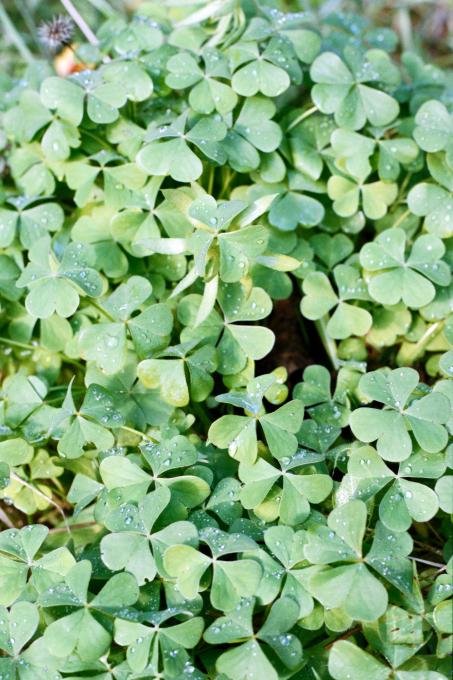 Oxalis Articulata, goodbye